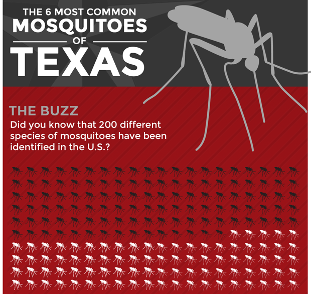 The 6 Most Common Mosquitoes in Texas Apple Pest Control