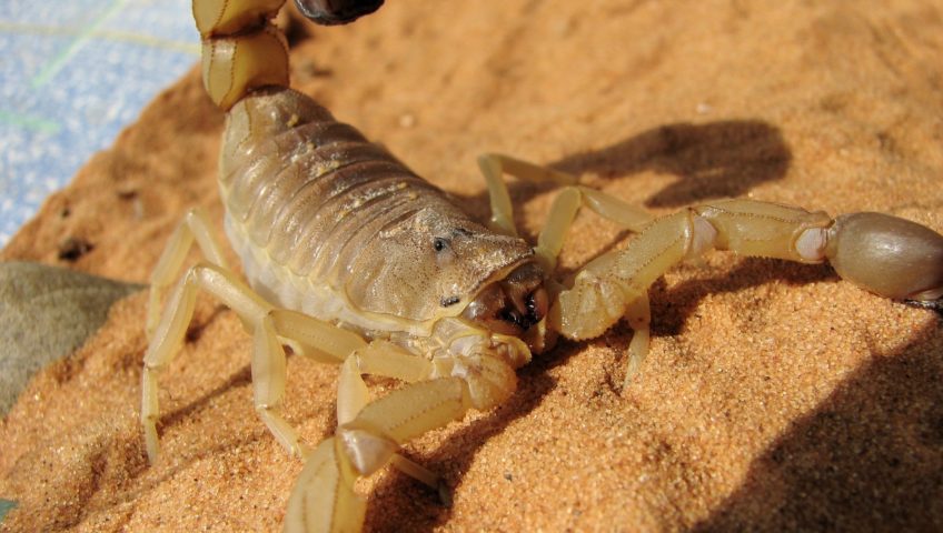Scorpions - How Dangerous Are They & How to Get Rid of Them