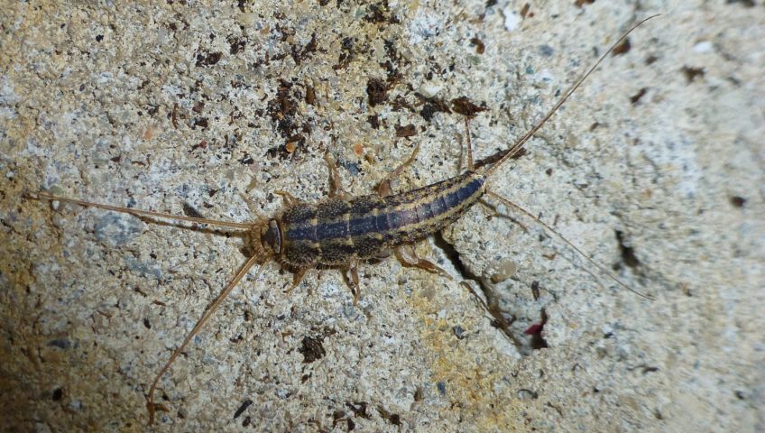 silverfish on stone