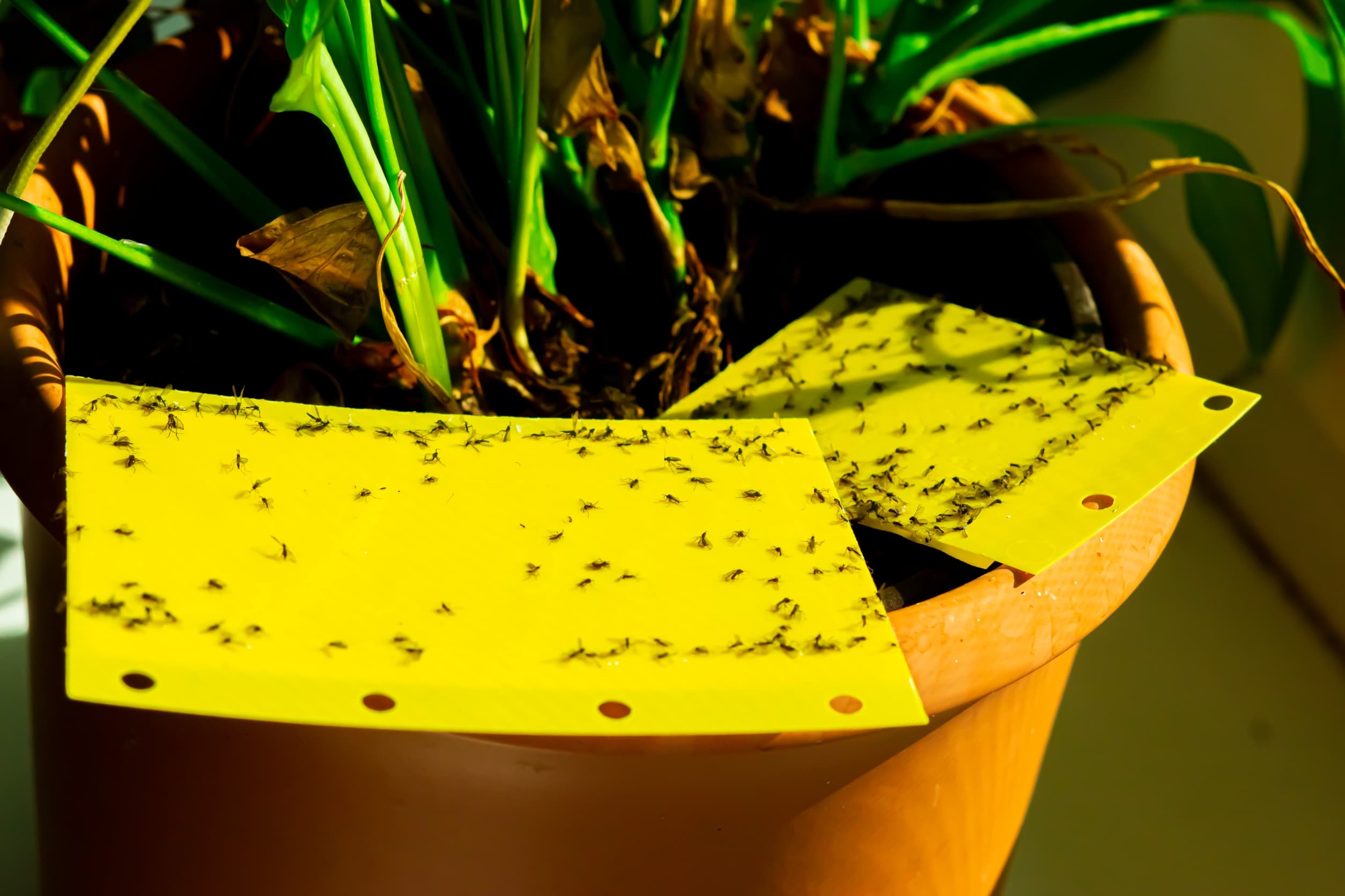 How to Use Home Remedies to Get Rid of Gnats Once & for All