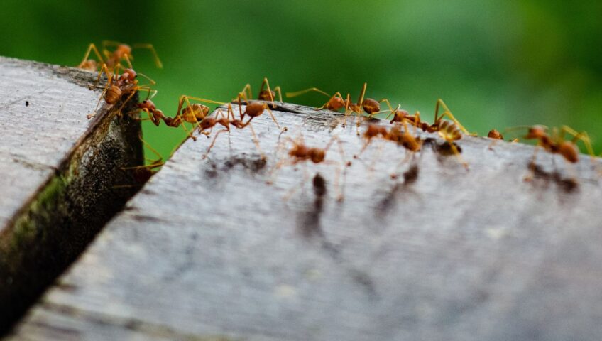 a group of red fire ants walking in a line across two pieces of wood