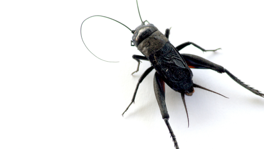 closeup of a black cricket